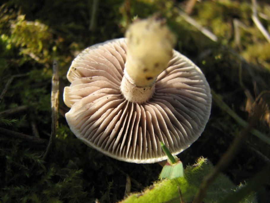 Строфария корончатая Psilocybe Coronilla