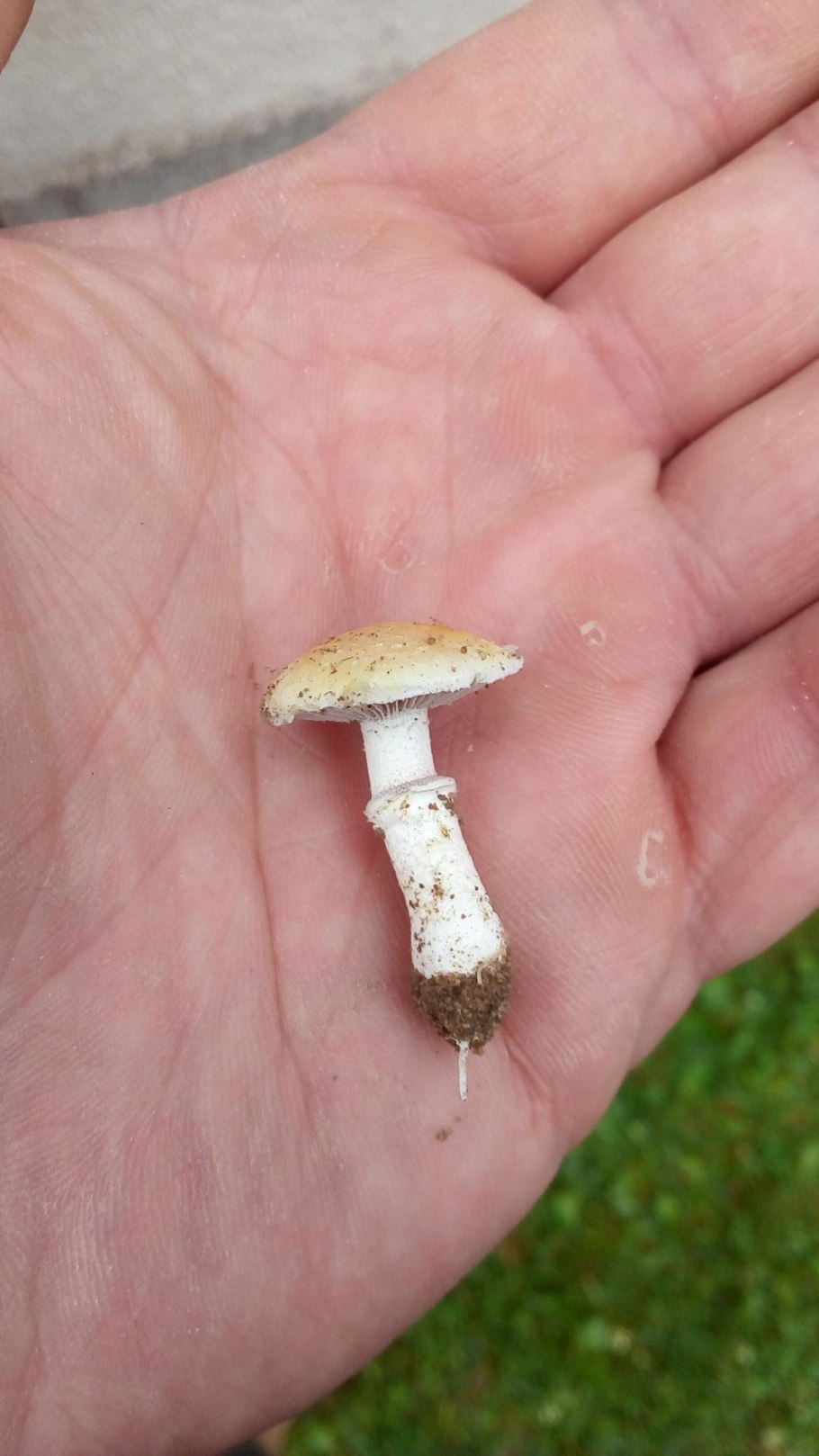 Степной жёлтый гриб строфария