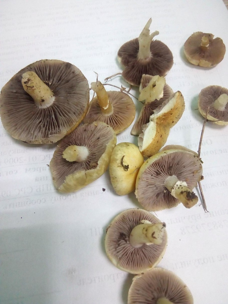 Степной жёлтый гриб строфария