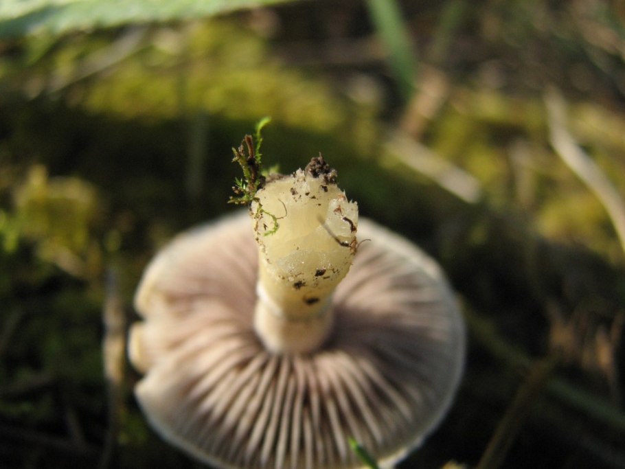 Строфария корончатая Stropharia Coronilla