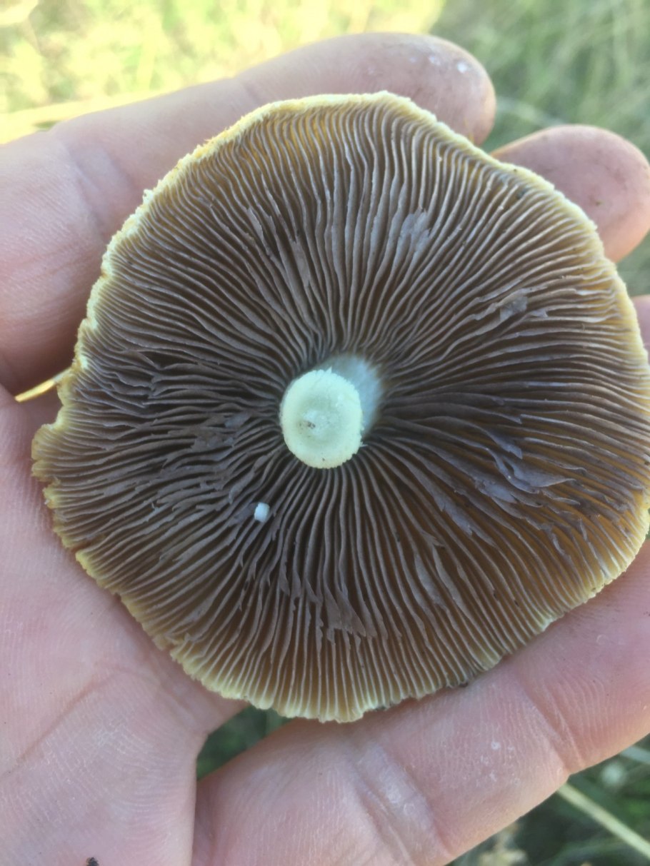 Строфария корончатая Psilocybe Coronilla