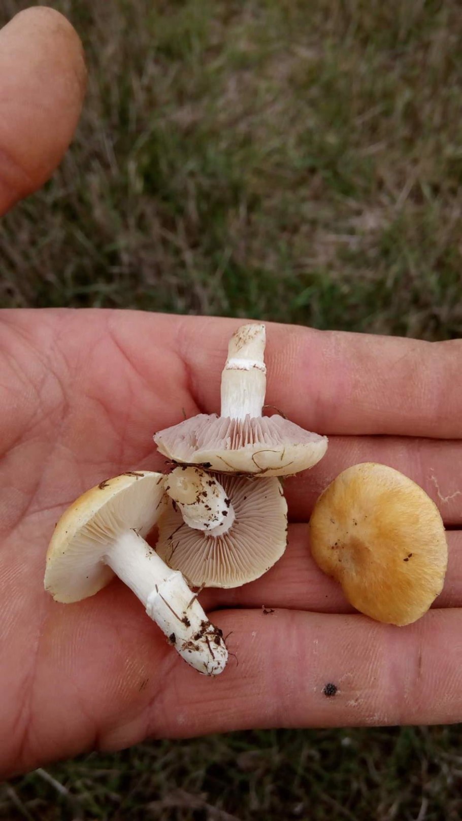 Степной жёлтый гриб строфария