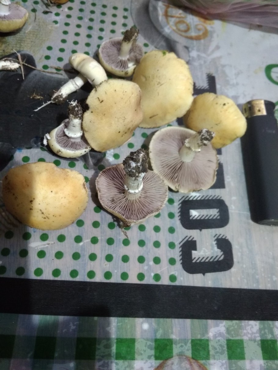 Строфария корончатая Stropharia Coronilla