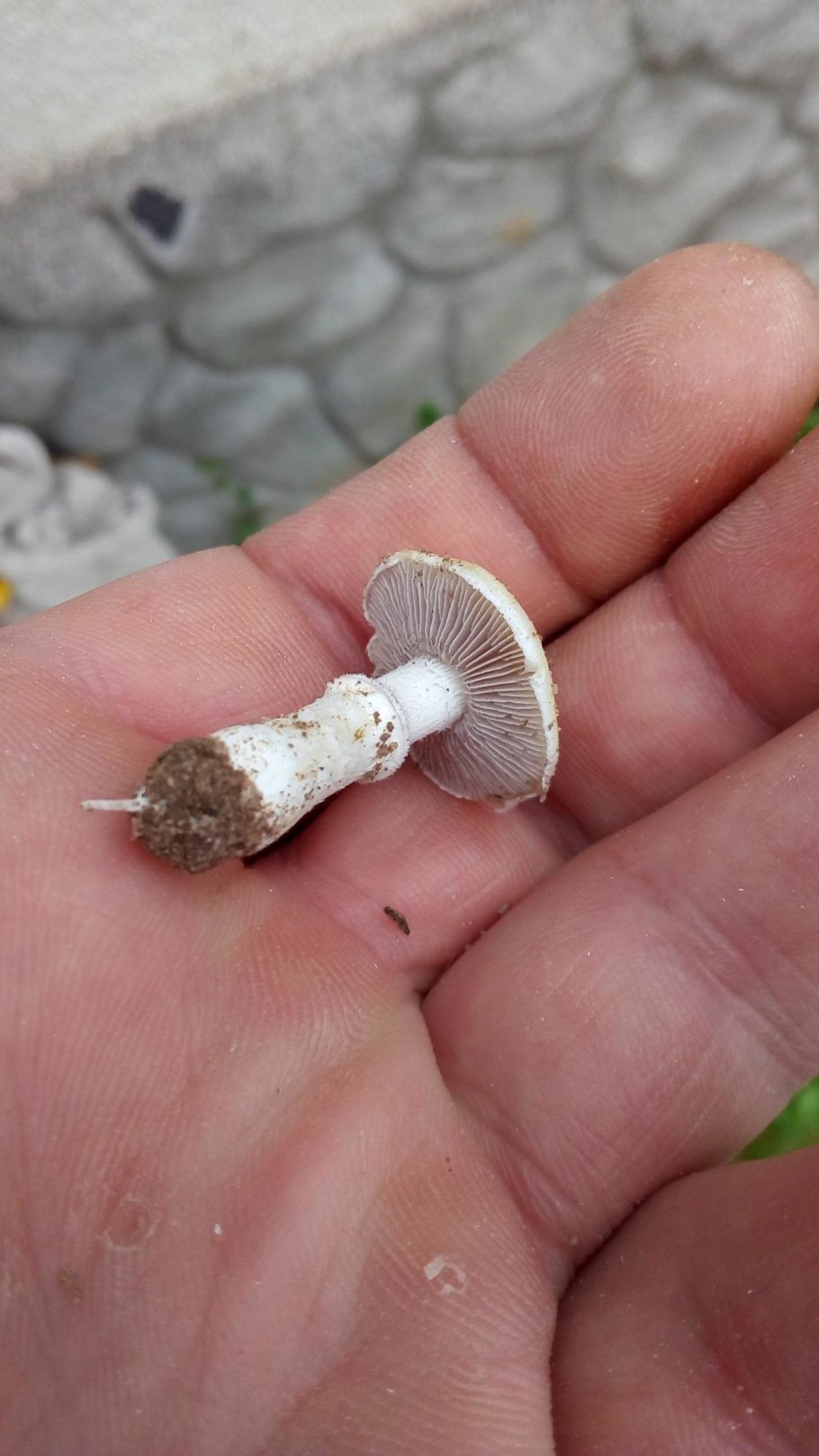 Гриб строфария корончатая