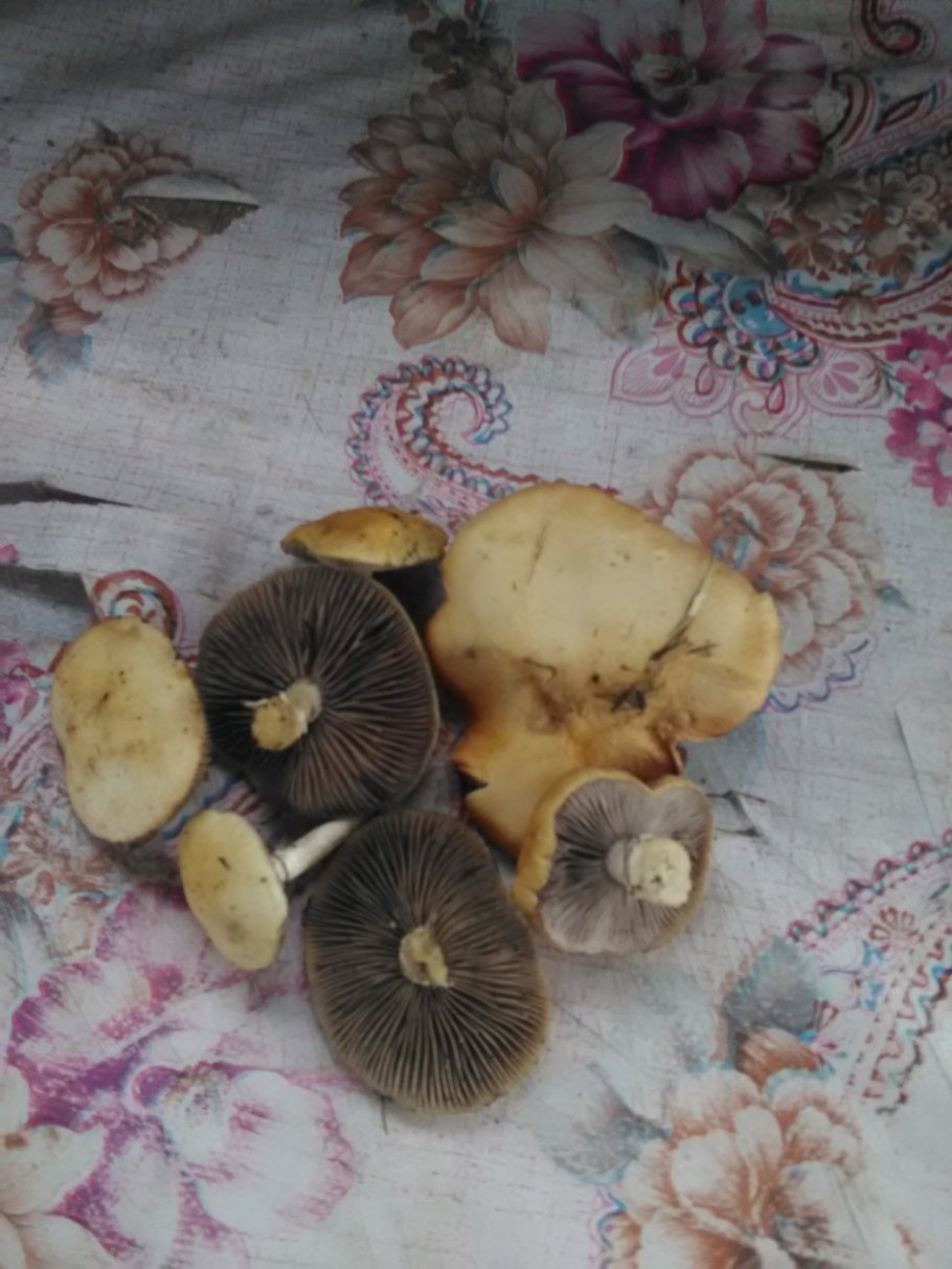 Строфария корончатая stropharia coronilla