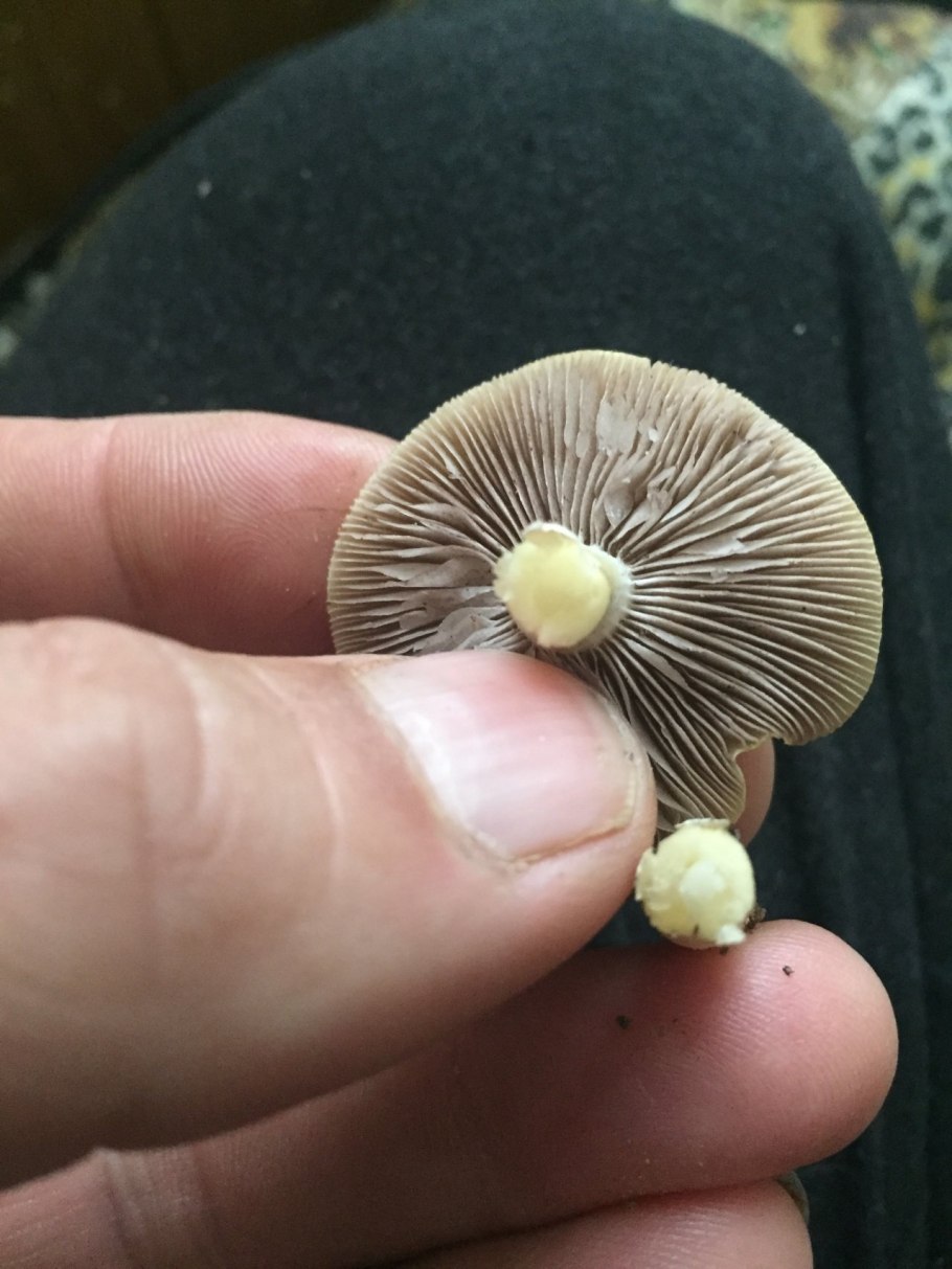 Строфария корончатая (Psilocybe Coronilla, syn. Stropharia Coronilla).