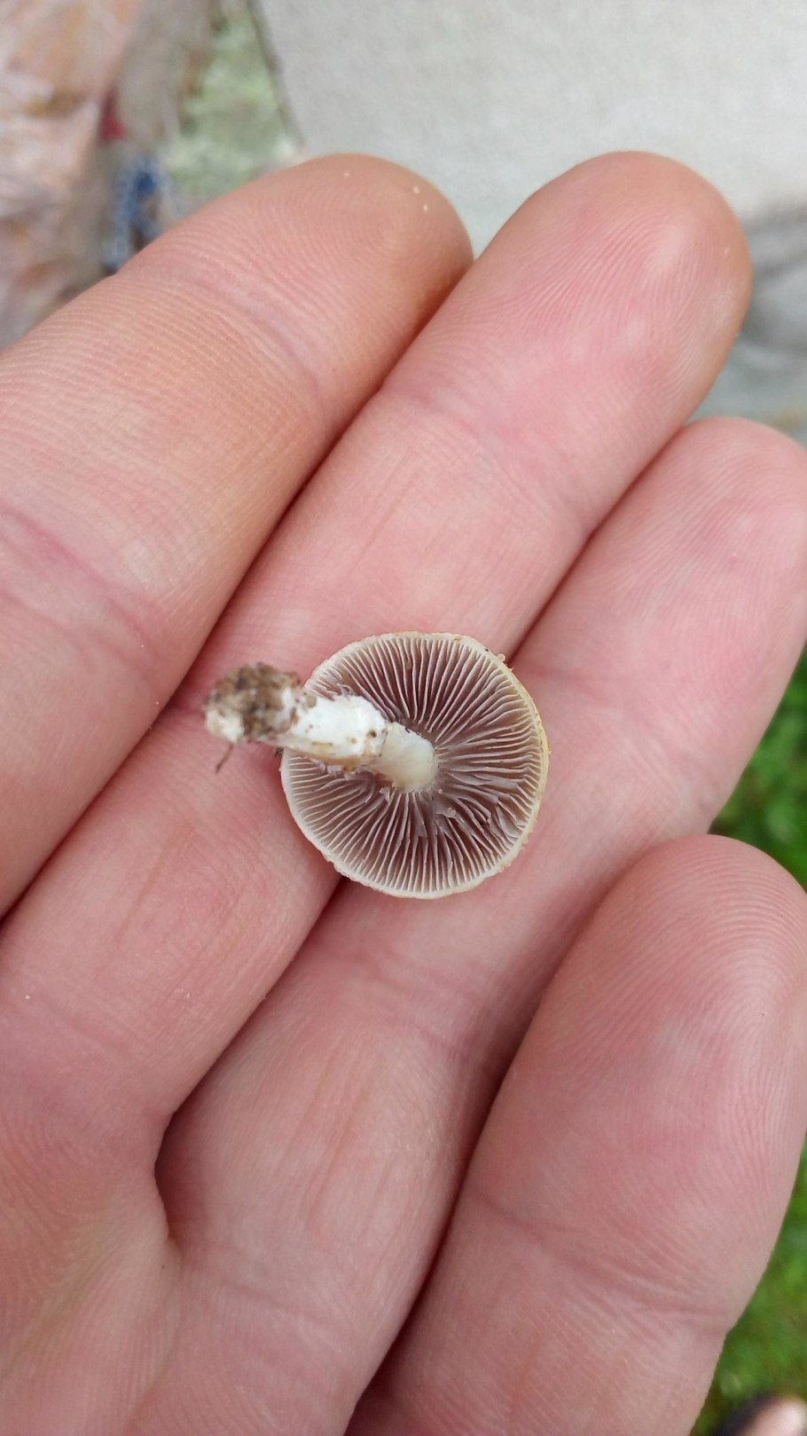 Строфария корончатая Stropharia Coronilla