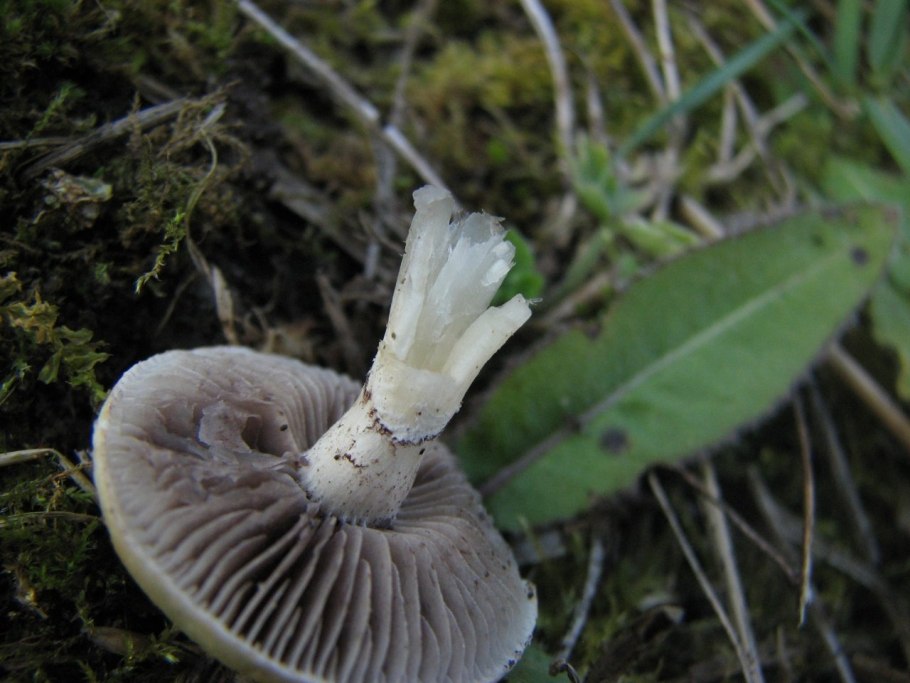 Строфария корончатая Stropharia Coronilla