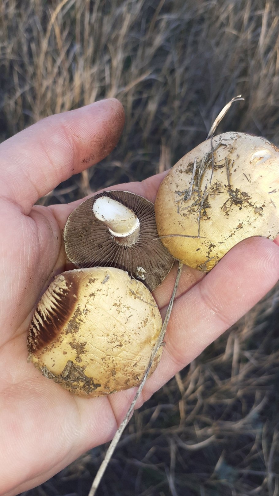 Гриб строфария корончатая