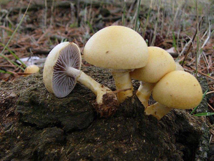 Строфария корончатая Psilocybe Coronilla