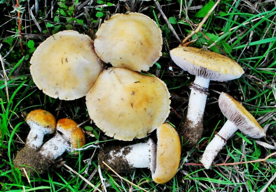 Горнеманна строфария гриб