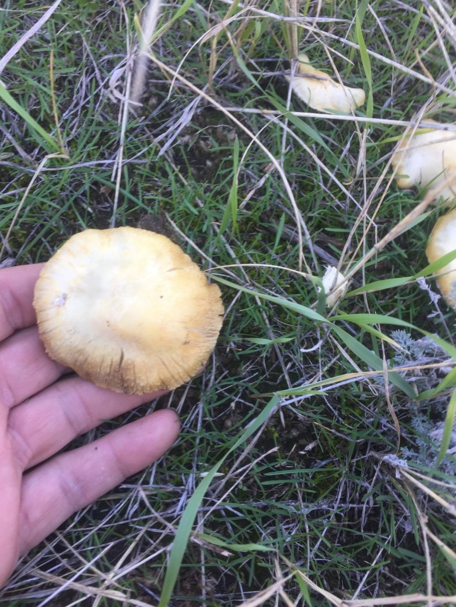 Строфария сине-зеленая строфария сине-зеленая