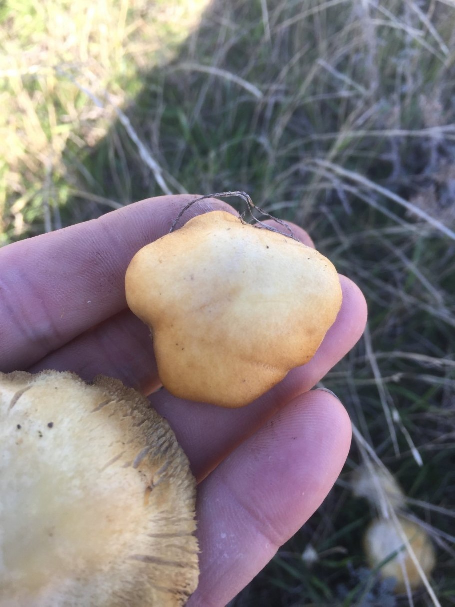 Гриб строфария корончатая