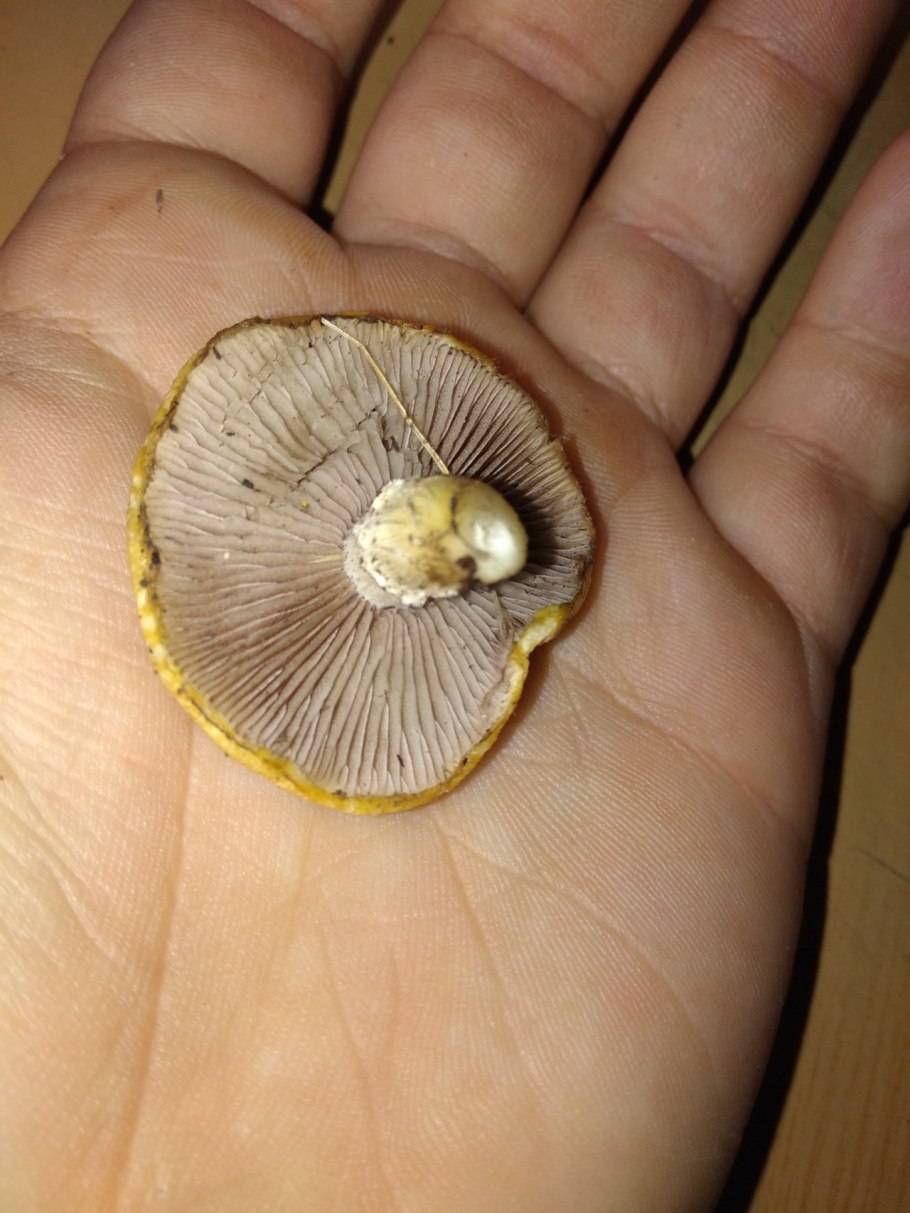 Горнеманна строфария гриб