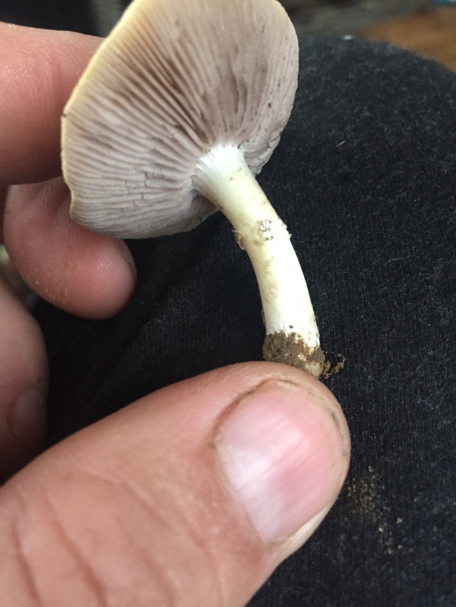 Строфария корончатая съедобная