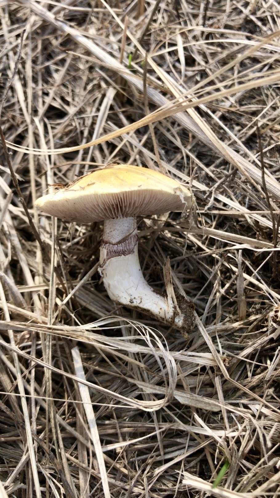 Строфария корончатая Psilocybe Coronilla