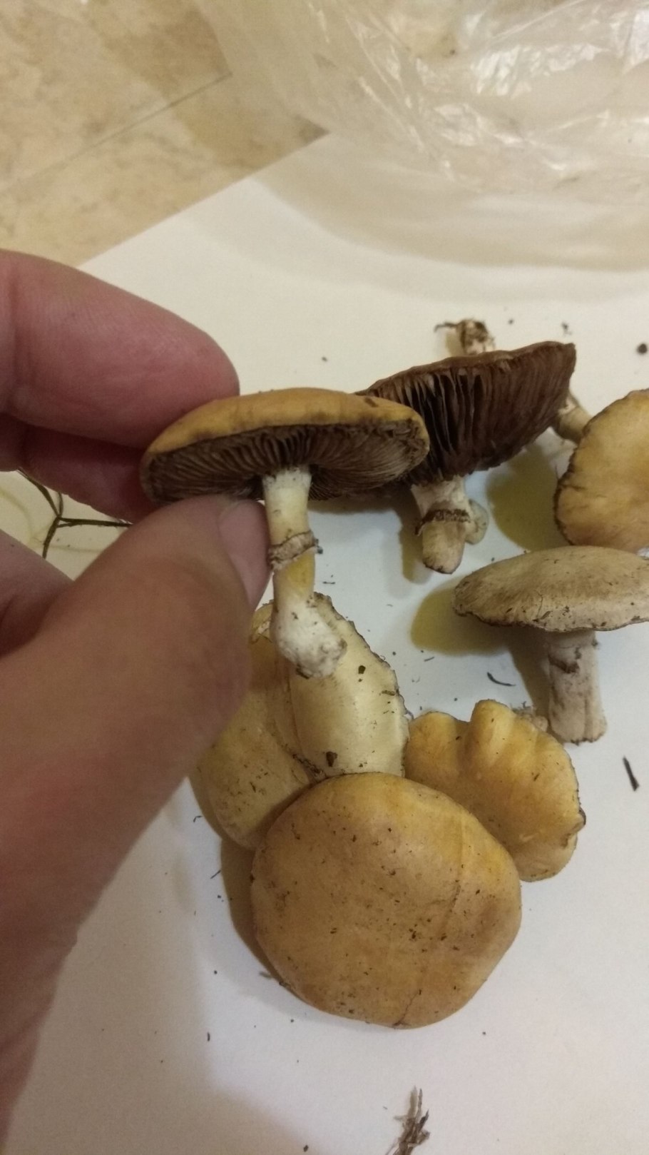 Строфария корончатая Psilocybe Coronilla
