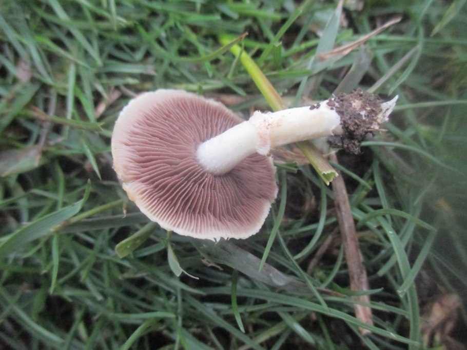 Строфария корончатая Stropharia Coronilla