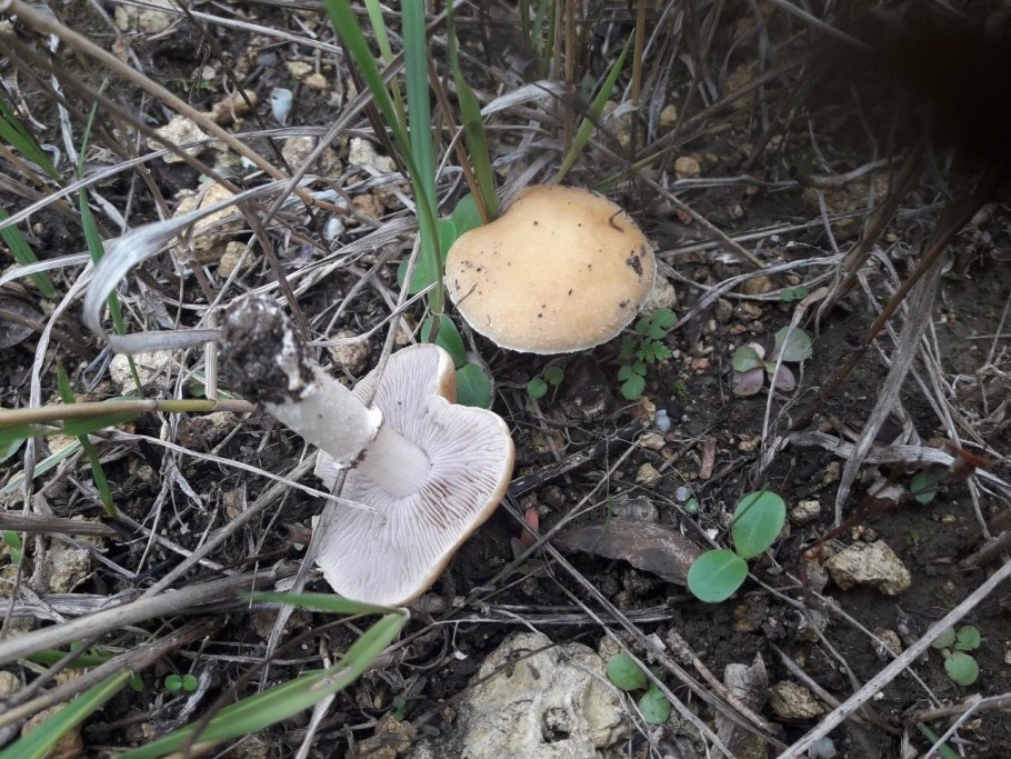 Строфария золотистая