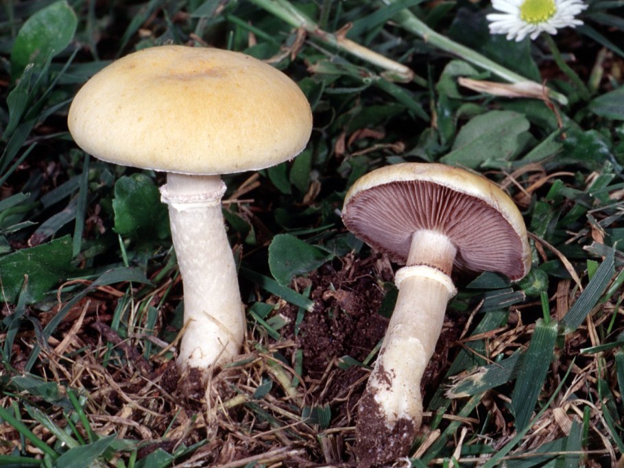 Строфария корончатая Psilocybe Coronilla