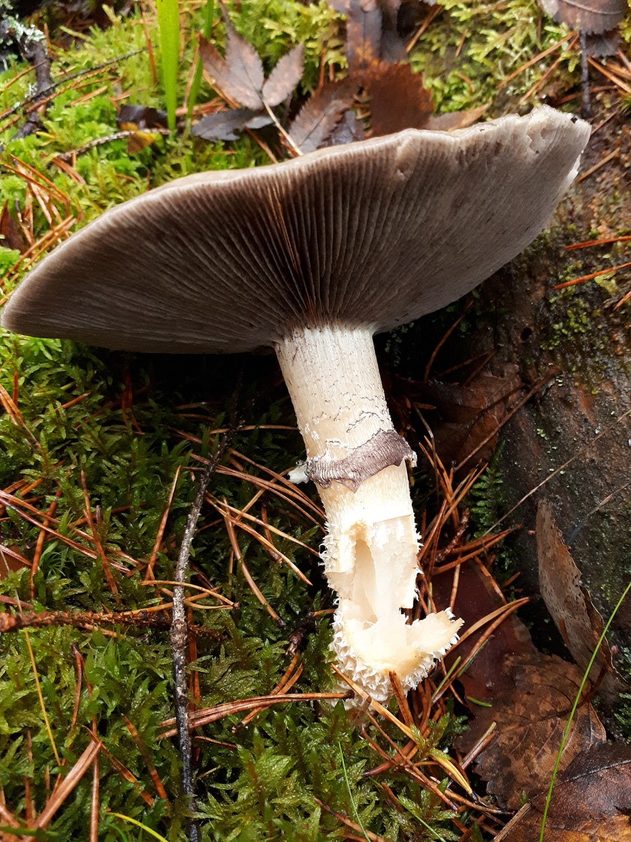 Строфария горнеманна