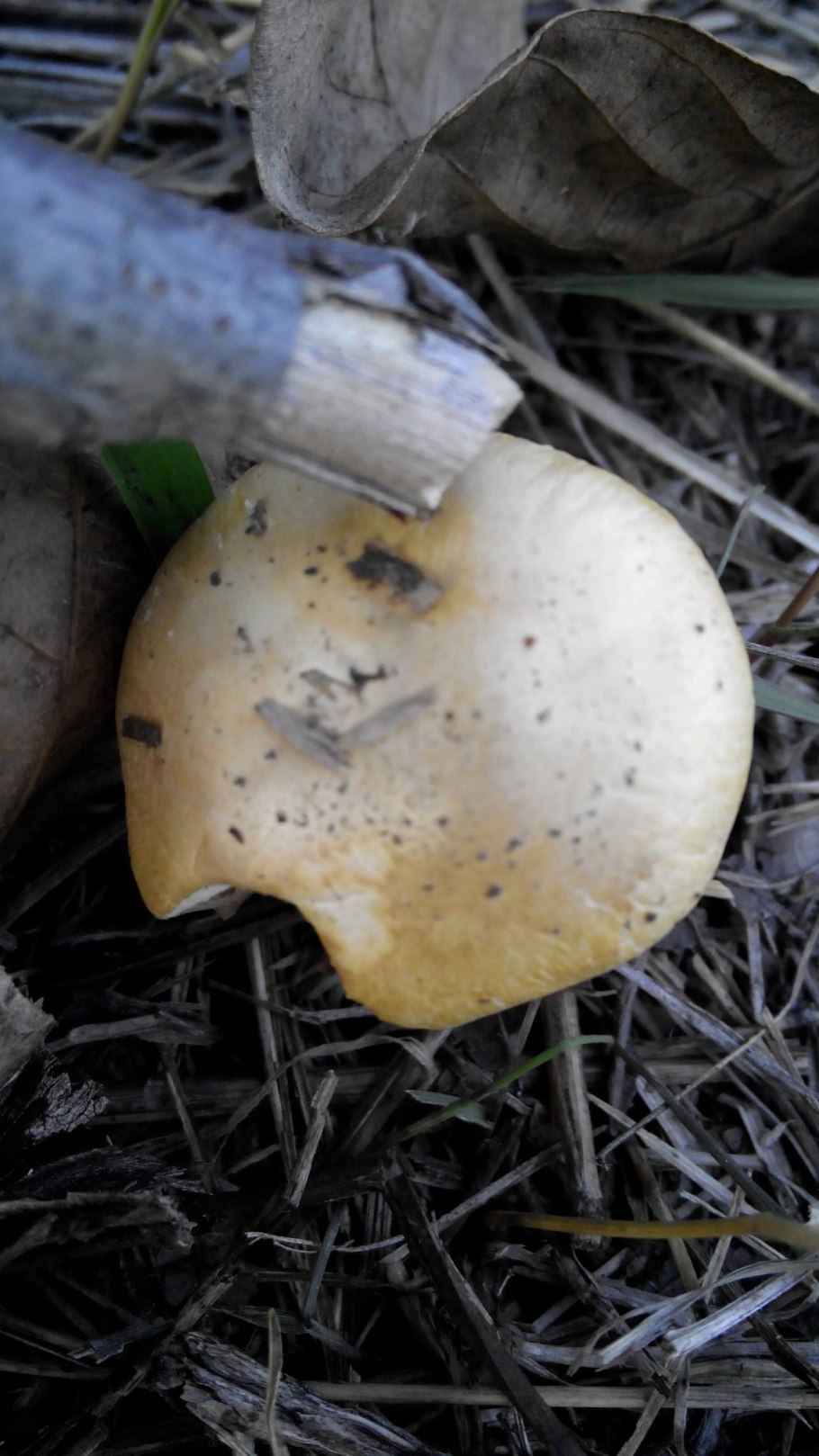 Гриб строфария корончатая