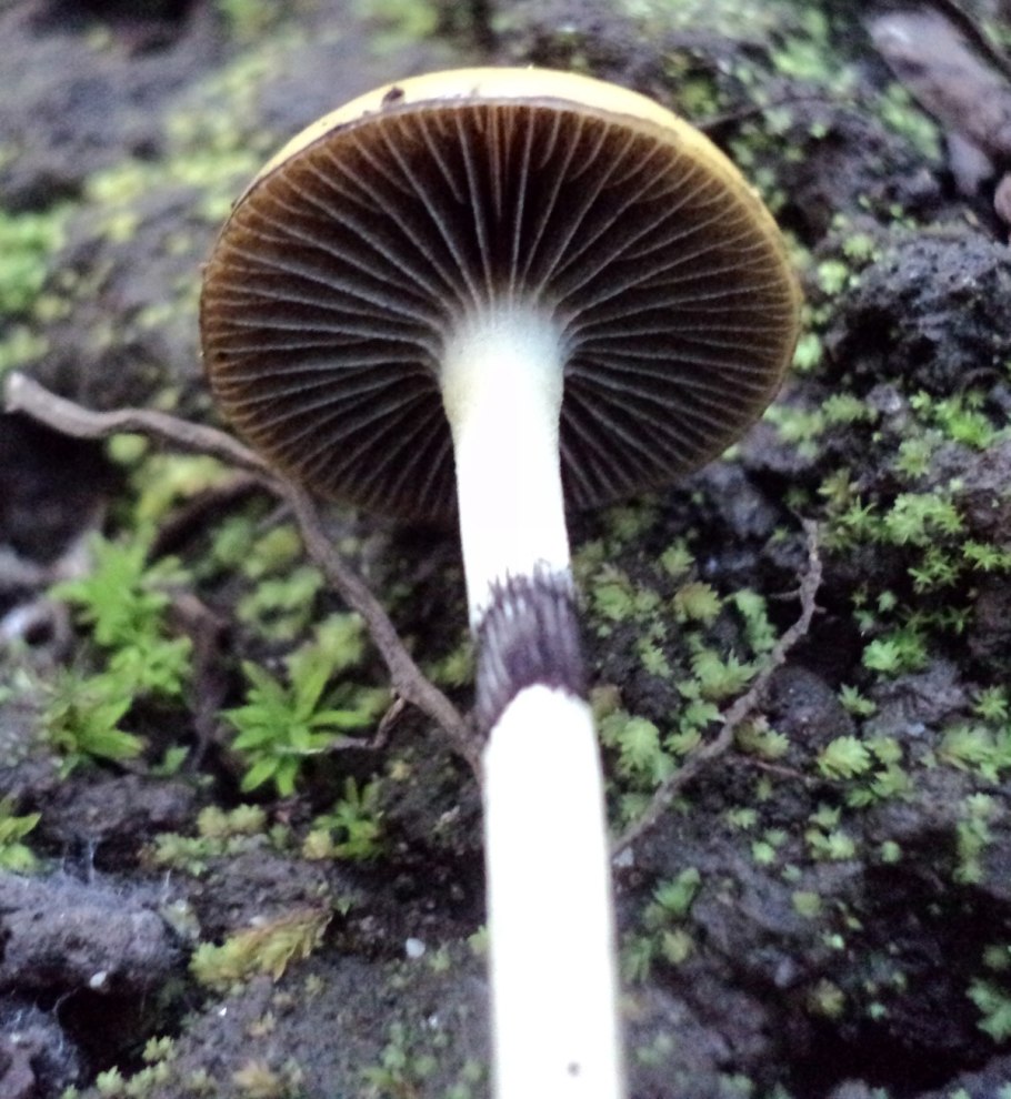 Строфария говнявая