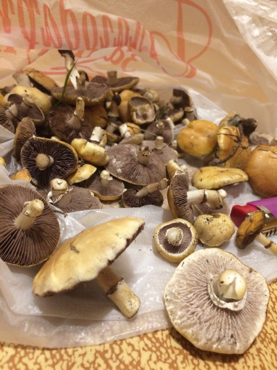 Строфария увенчанная