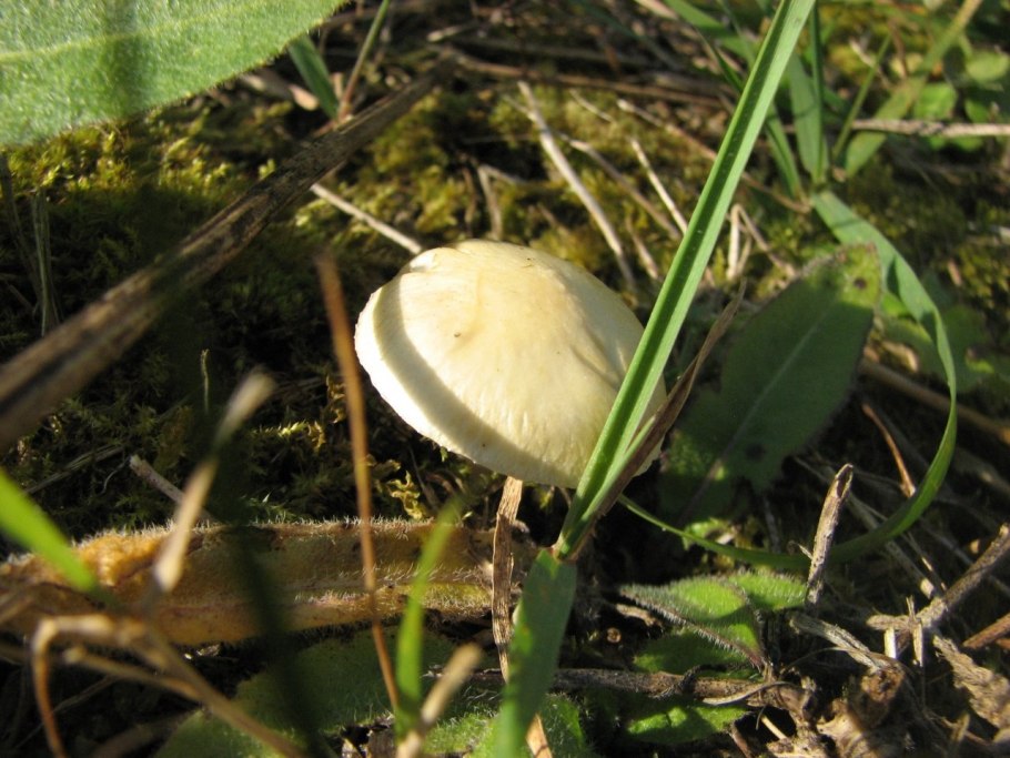 Строфария черноспоровая