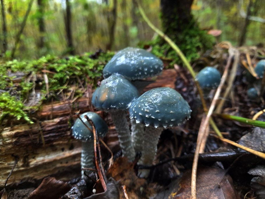 Строфария сине-зелёная stropharia aeruginosa