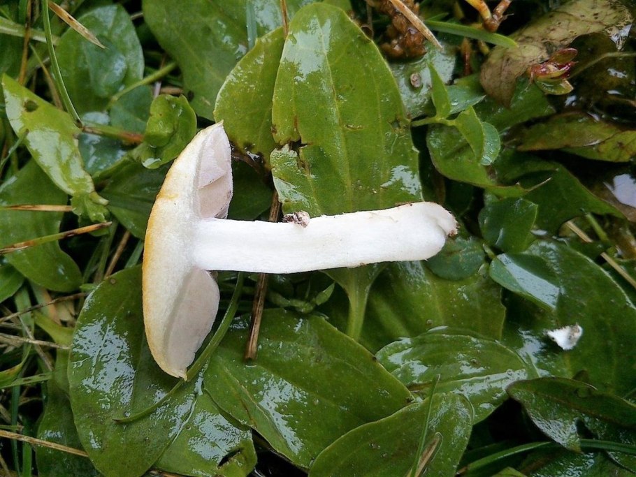 Строфария поганка