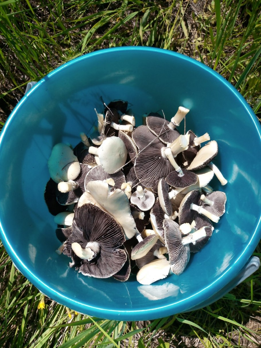 Строфария синезелёная