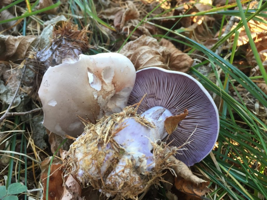 Паутинник багряный Cortinarius PURPURASCENS