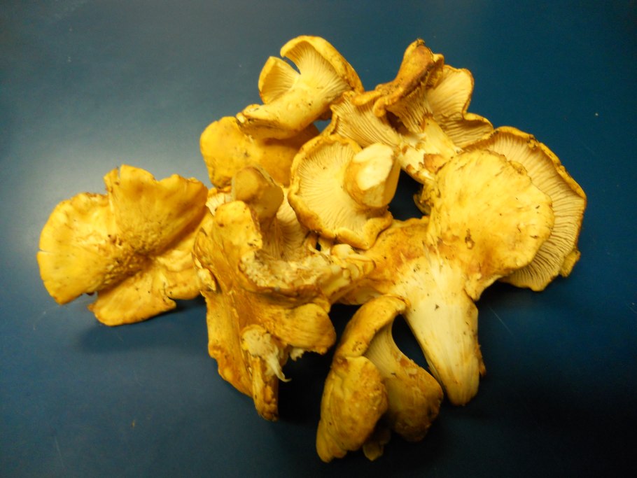 Домашняя грибница лисички