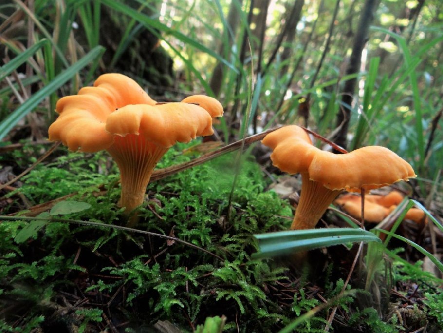 Гименофор лисички