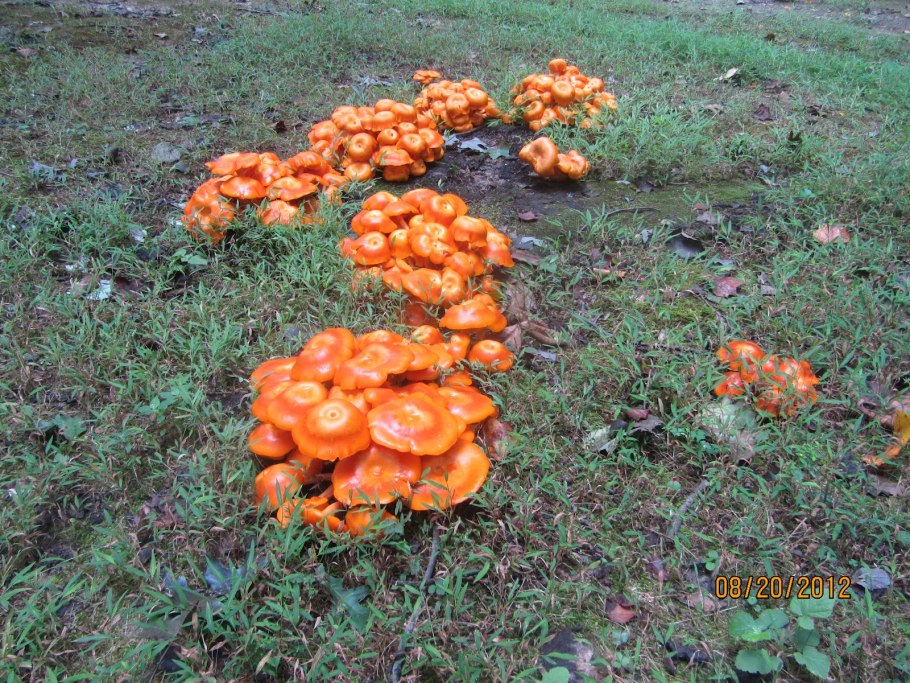 Лисичка ложная Hygrophoropsis aurantiaca