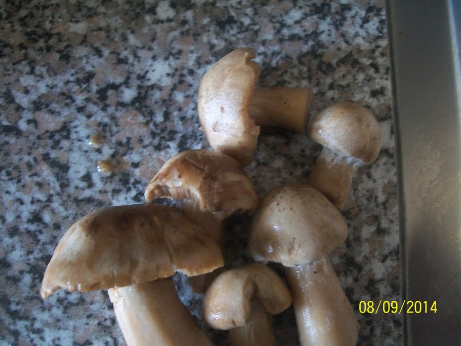 Лисичка бледная (Cantharellus "Pallens")