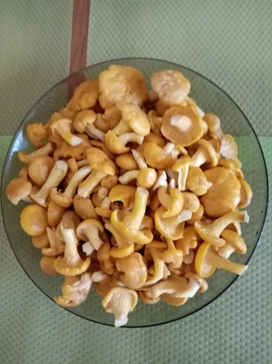 Лисички маслята и опята