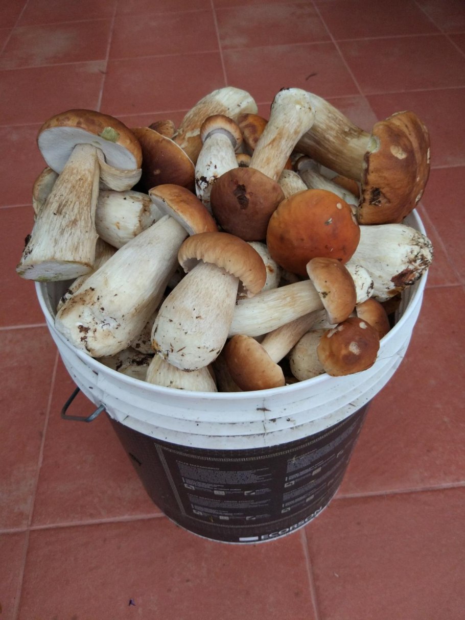 Рыжие грибы кучкой