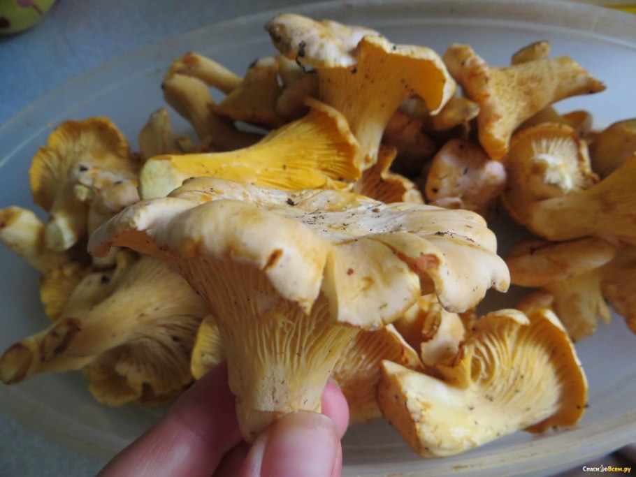 Грибы лисички и лжелисички