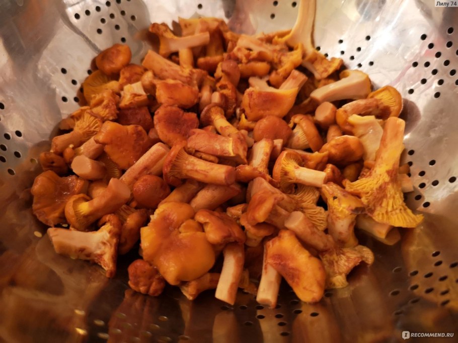 Лисичка бархатистая