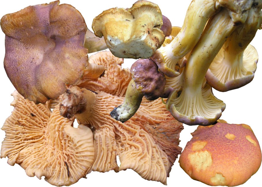 Лисичка Аметистовая Cantharellus amethysteus