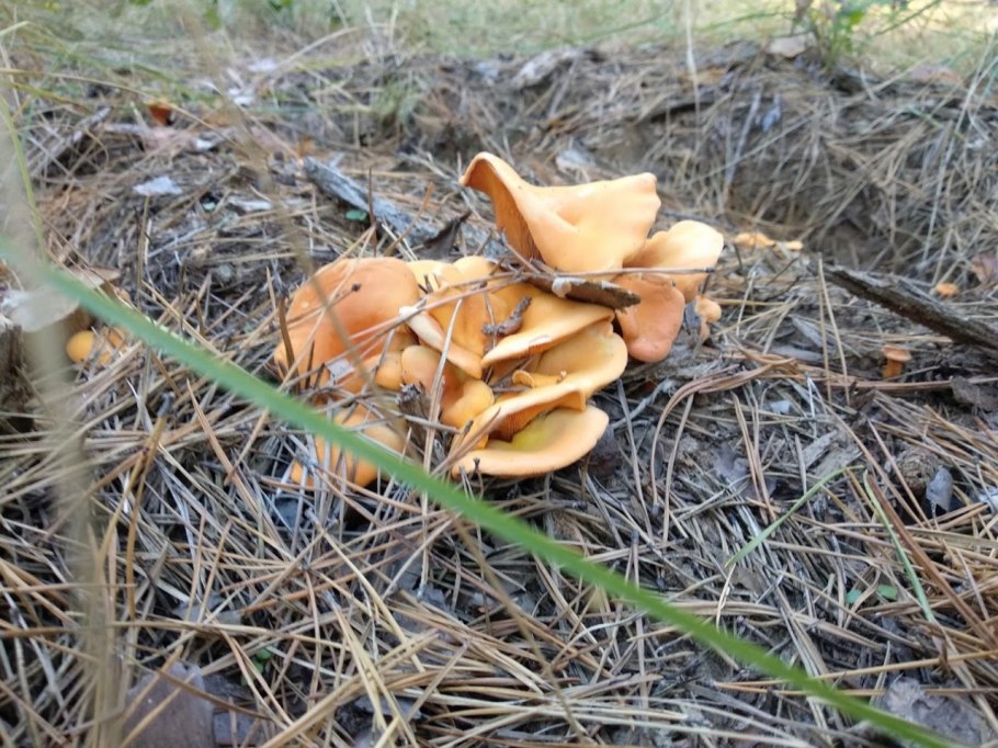 Белая Лисичка гриб