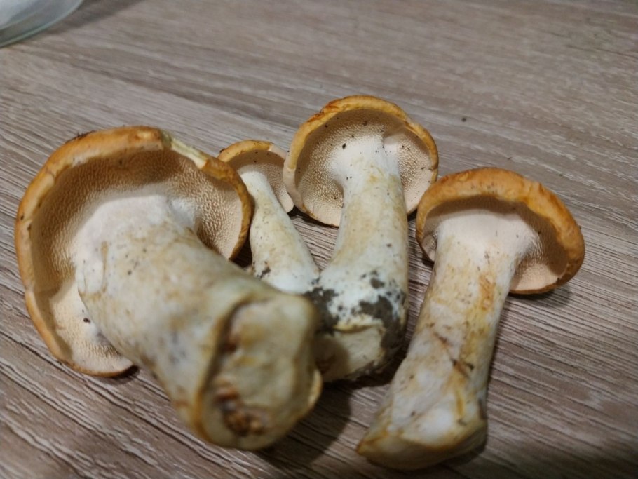 Лисички грибы в Мурманске