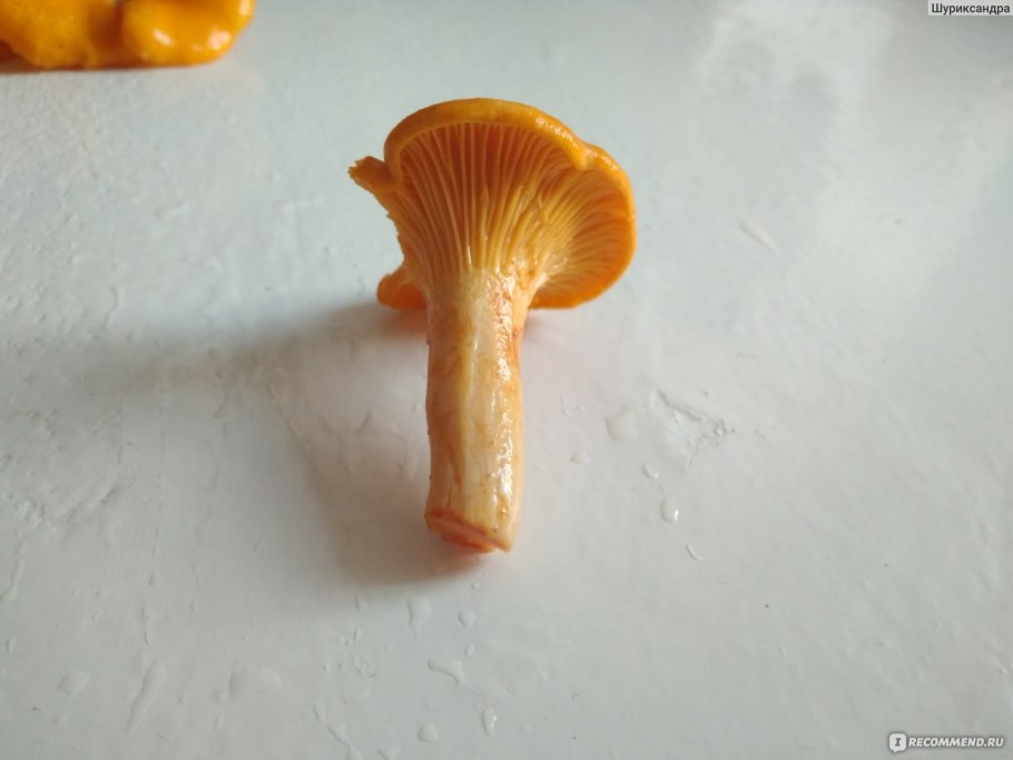 Фальшивые лисички грибы