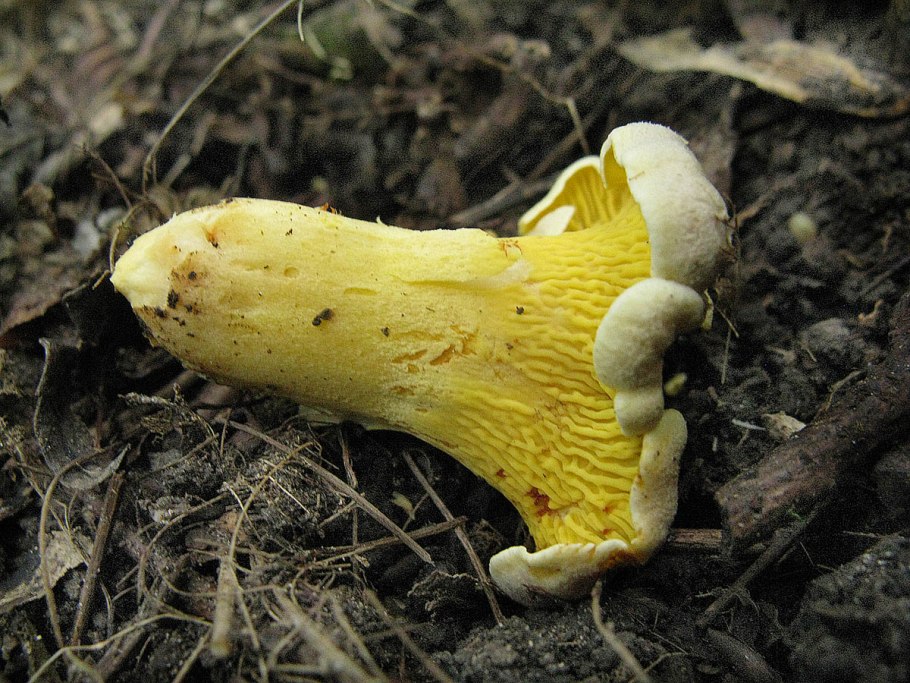 Млечник оранжевый