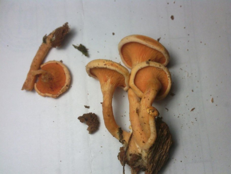 Гименофор лисички