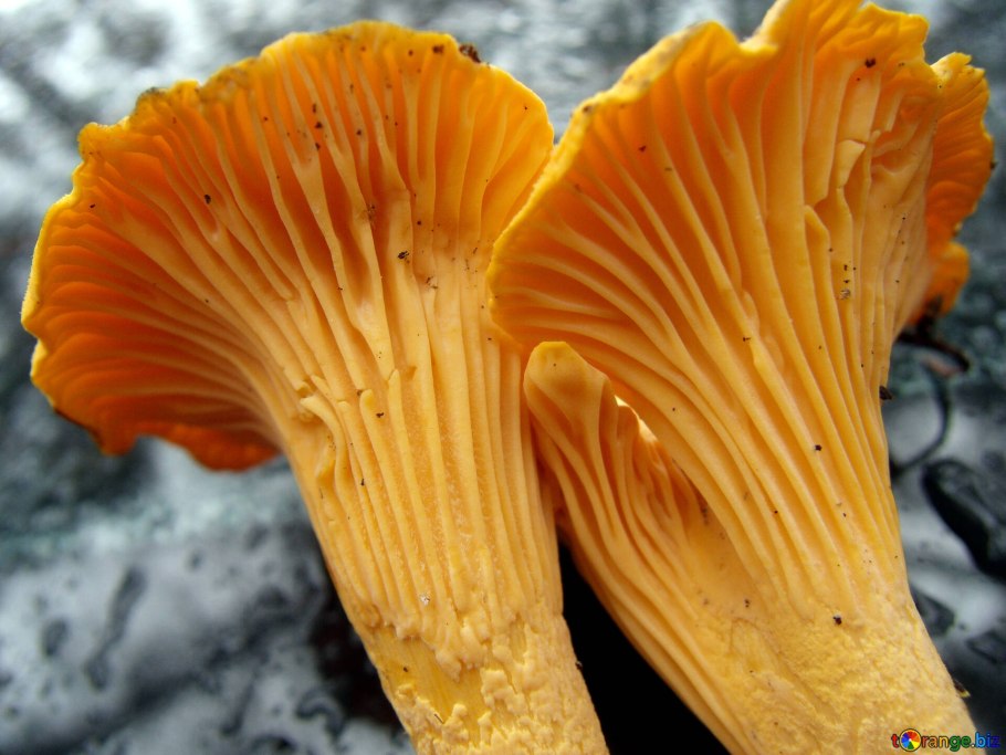 Королевская Лисичка гриб