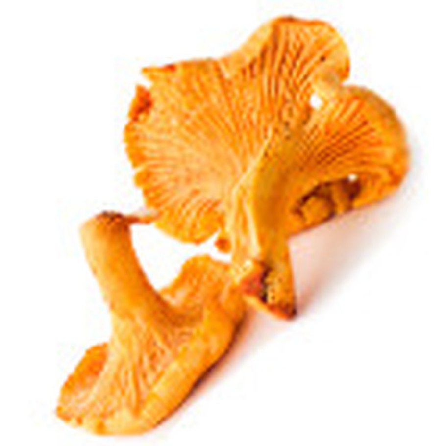 Лисичка бархатистая гриб