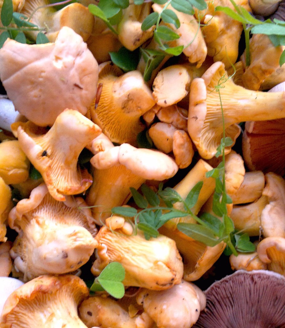 Белая Лисичка гриб